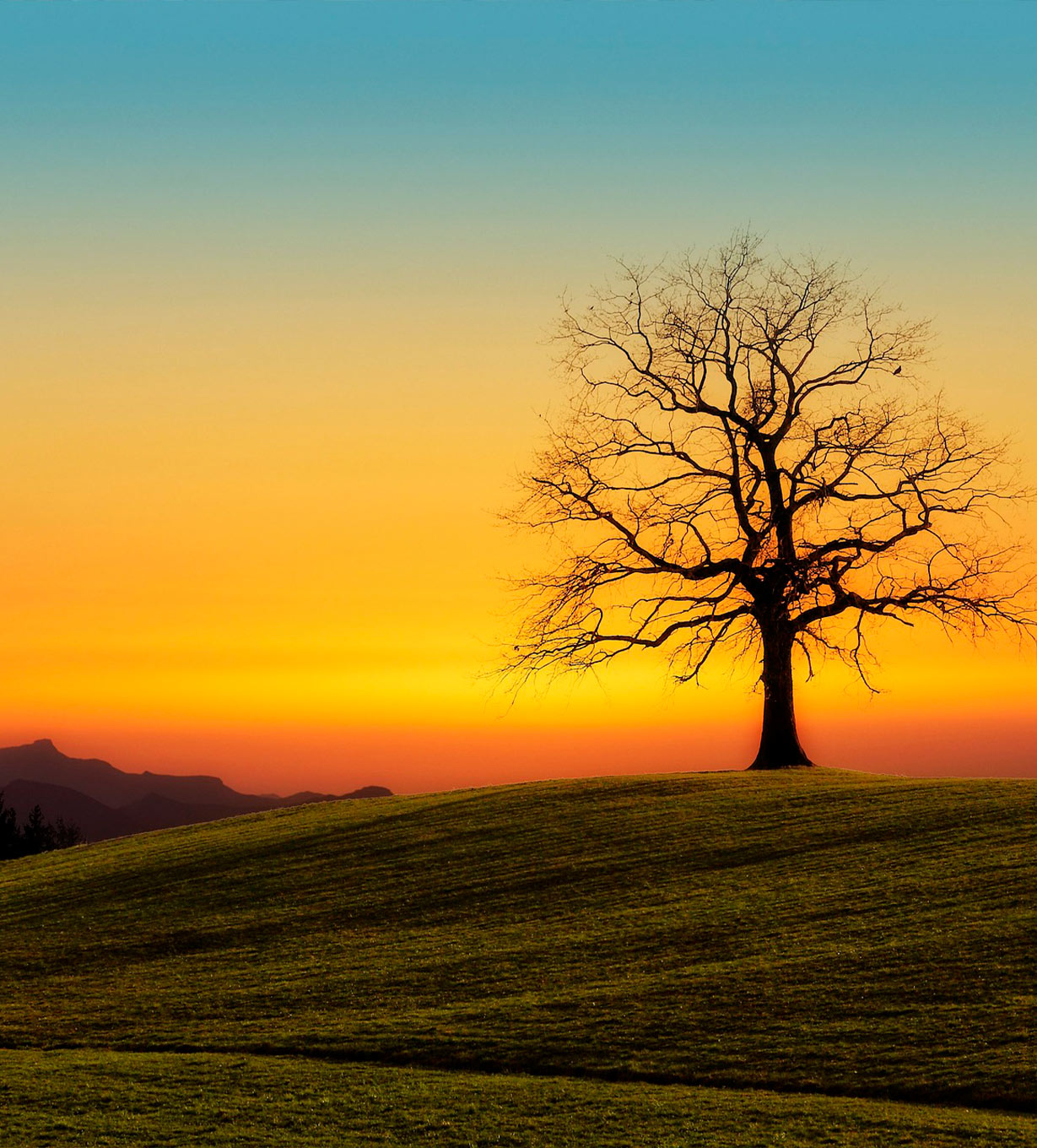 arbol